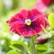 10 úžasných jarních květin pro zkrášlení vaší zahrady
