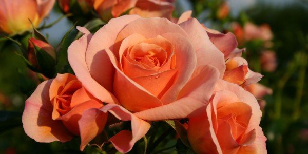 Popínavá růže - Kordes