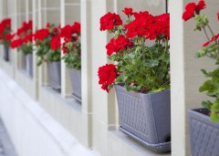 Balkónové květiny - pelargonie